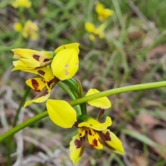 Diuris sulphurea at Jerrabomberra, ACT - 10 Nov 2021