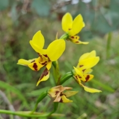 Diuris sulphurea at Jerrabomberra, ACT - 10 Nov 2021