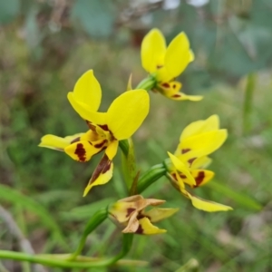 Diuris sulphurea at Jerrabomberra, ACT - 10 Nov 2021