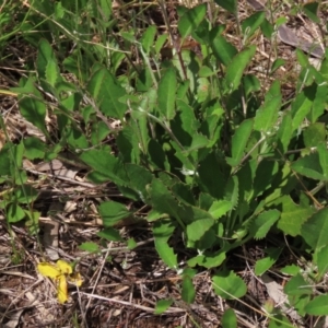 Goodenia hederacea subsp. hederacea at Hall, ACT - 6 Nov 2021 12:58 PM