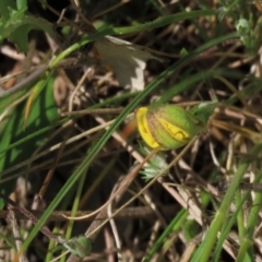 Goodenia hederacea subsp. hederacea at Hall, ACT - 6 Nov 2021 12:58 PM