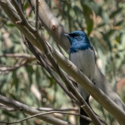 Myiagra cyanoleuca (Satin Flycatcher) at Paddys River, ACT - 17 Oct 2021 by trevsci