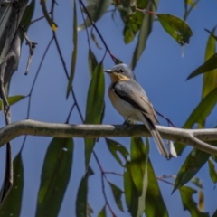 Myiagra cyanoleuca at Paddys River, ACT - 18 Oct 2021