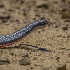 Pseudechis porphyriacus (Red-bellied Black Snake) at Paddys River, ACT - 18 Oct 2021 by trevsci