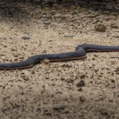 Pseudechis porphyriacus at Paddys River, ACT - 18 Oct 2021