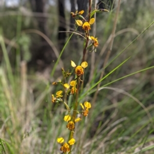 Diuris semilunulata at Stromlo, ACT - suppressed