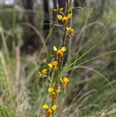 Diuris semilunulata (Late Leopard Orchid) at Stromlo, ACT - 27 Sep 2021 by mainsprite