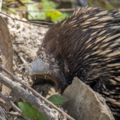 Tachyglossus aculeatus (Short-beaked Echidna) at Paddys River, ACT - 18 Oct 2021 by trevsci