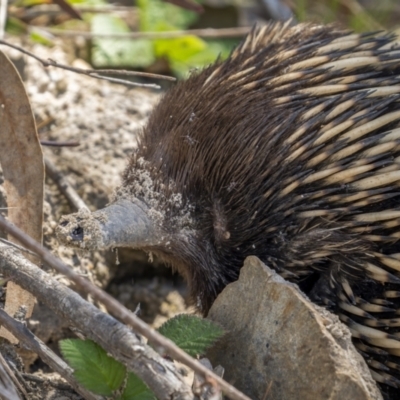 Tachyglossus aculeatus (Short-beaked Echidna) at Paddys River, ACT - 18 Oct 2021 by trevsci