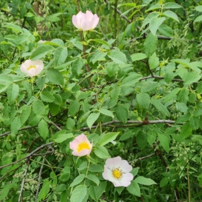 Rosa canina (Dog Rose) at Isaacs, ACT - 10 Nov 2021 by Mike