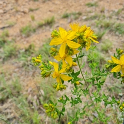 Hypericum perforatum (St John's Wort) at Isaacs, ACT - 10 Nov 2021 by Mike