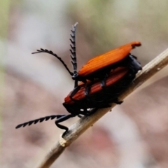 Porrostoma rhipidium at Molonglo Valley, ACT - 10 Nov 2021 11:38 AM