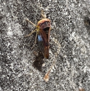 Brunotartessus fulvus at Garran, ACT - 10 Nov 2021