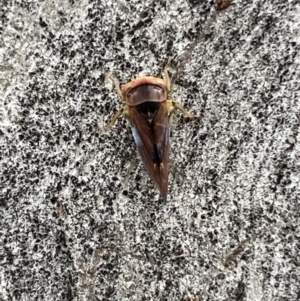 Brunotartessus fulvus at Garran, ACT - 10 Nov 2021