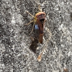 Brunotartessus fulvus at Garran, ACT - 10 Nov 2021