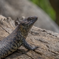 Egernia cunninghami at Pialligo, ACT - 1 Nov 2021