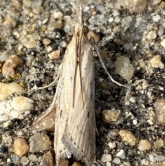 Faveria tritalis (Couchgrass Webworm) at Jerrabomberra, NSW - 10 Nov 2021 by Steve_Bok