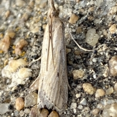 Faveria tritalis at Jerrabomberra, NSW - 10 Nov 2021