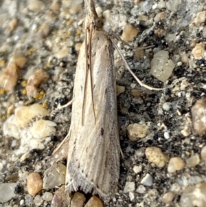 Faveria tritalis at Jerrabomberra, NSW - 10 Nov 2021