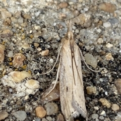 Faveria tritalis at Jerrabomberra, NSW - 10 Nov 2021