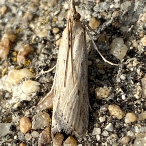 Faveria tritalis at Jerrabomberra, NSW - 10 Nov 2021