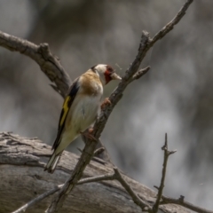 Carduelis carduelis (European Goldfinch) at Mount Ainslie - 31 Oct 2021 by trevsci