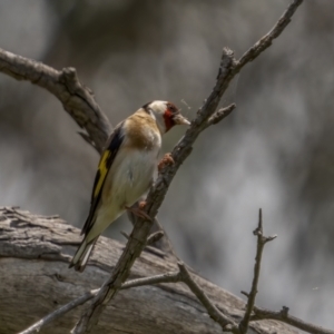 Carduelis carduelis at Pialligo, ACT - 1 Nov 2021 10:44 AM