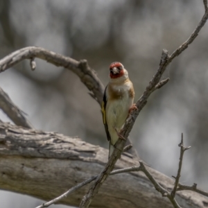 Carduelis carduelis at Pialligo, ACT - 1 Nov 2021 10:44 AM