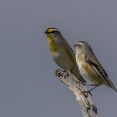 Pardalotus striatus (Striated Pardalote) at Pialligo, ACT - 31 Oct 2021 by trevsci