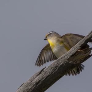 Pardalotus striatus at Pialligo, ACT - 1 Nov 2021