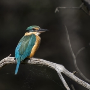 Todiramphus sanctus at Pialligo, ACT - 1 Nov 2021 08:25 AM