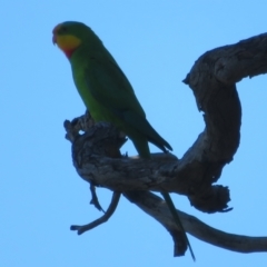 Polytelis swainsonii (Superb Parrot) at Galong, NSW - 9 Nov 2021 by Christine