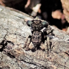 Maratus vespertilio (Bat-like peacock spider) at Cook, ACT - 8 Nov 2021 by CathB