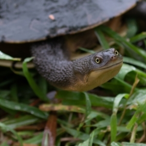 Chelodina longicollis at Fyshwick, ACT - 4 Nov 2021