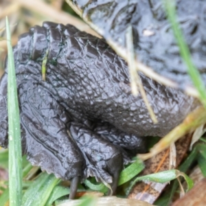 Chelodina longicollis at Fyshwick, ACT - 4 Nov 2021