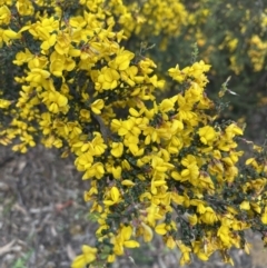 Bossiaea foliosa (Leafy Bossiaea) at Wee Jasper, NSW - 8 Nov 2021 by Jubeyjubes