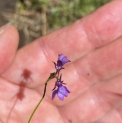 Linaria pelisseriana (Pelisser's Toadflax) at Wee Jasper, NSW - 7 Nov 2021 by Jubeyjubes