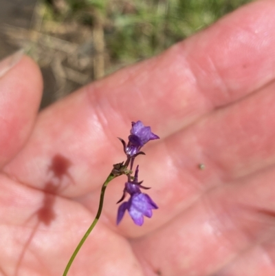 Linaria pelisseriana (Pelisser's Toadflax) at Wee Jasper, NSW - 7 Nov 2021 by Jubeyjubes