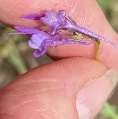 Linaria pelisseriana at Wee Jasper, NSW - 7 Nov 2021