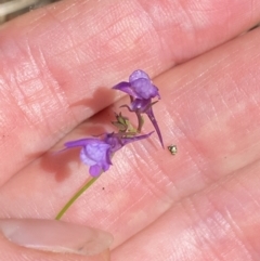 Linaria pelisseriana at Wee Jasper, NSW - 7 Nov 2021