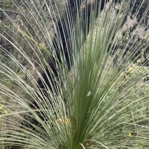 Xanthorrhoea sp. at Wee Jasper, NSW - 7 Nov 2021