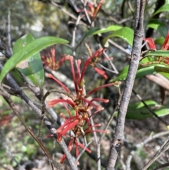 Grevillea oxyantha subsp. oxyantha (Kybean Grevillea) at Brindabella, NSW - 8 Nov 2021 by Jubeyjubes