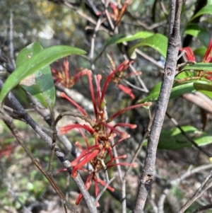 Grevillea oxyantha subsp. oxyantha at Brindabella, NSW - 8 Nov 2021 02:42 PM