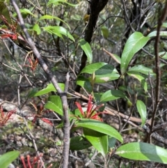 Grevillea oxyantha subsp. oxyantha at Brindabella, NSW - 8 Nov 2021 02:42 PM