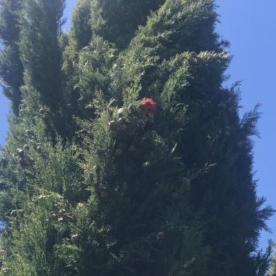 Callocephalon fimbriatum (Gang-gang Cockatoo) at Deakin, ACT - 17 Oct 2021 by KimF