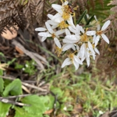 Olearia erubescens (Silky Daisybush) at Wee Jasper, NSW - 7 Nov 2021 by Jubeyjubes