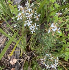 Olearia erubescens at Wee Jasper, NSW - 8 Nov 2021