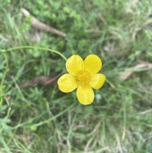 Ranunculus sp. at Wee Jasper, NSW - 7 Nov 2021