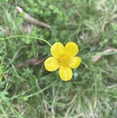 Ranunculus sp. (Buttercup) at Wee Jasper, NSW - 7 Nov 2021 by Jubeyjubes