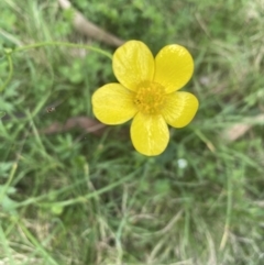 Ranunculus sp. at Wee Jasper, NSW - 7 Nov 2021